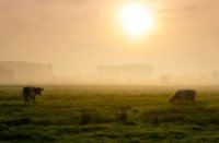 Uitzicht op de polder Kikker naast de Zouweboezem, De Zouweboezem