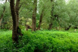 Donkere Doolbos op het Eiland van Brienenoord