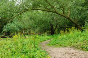 Oude wilgen bukken over de slingerende paden