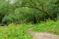 Oude wilgen bukken over de slingerende paden