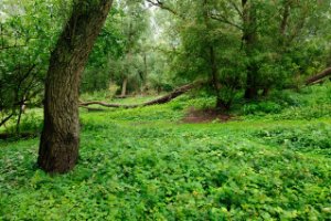 Wildgroei van brandnetels in het bos