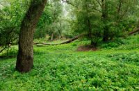 Wildgroei van brandnetels in het bos