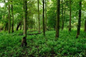 Dichte bos van het Eiland van Brienenoord