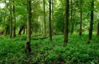 Dichte bos van het Eiland van Brienenoord