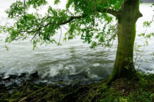 Bomen langs de oever van het Eiland van Brienenoord