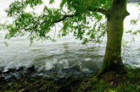 Bomen langs de oever van het Eiland van Brienenoord