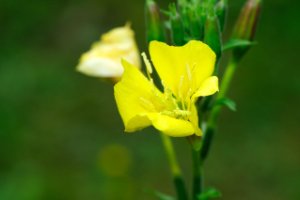 Middelste Teunisbloem op het Eiland van Brienenoord