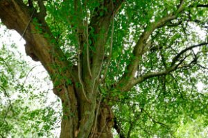 Oude boom in de doolbos op het 