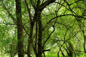 Omgevallen bomen goed voor nieuw leven