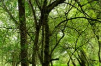 Omgevallen bomen goed voor nieuw leven