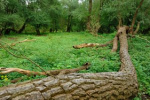 Ook de grote bomen blijven liggen