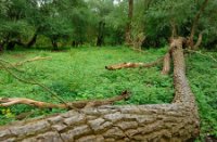 Ook de grote bomen blijven liggen