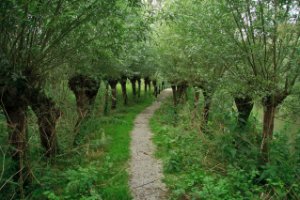 Knotwilgen langs de wandelpaden