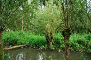 Getijdennatuur de Klein Profijt