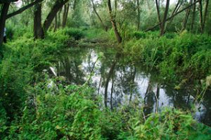 Wildgroei van brandnetels en omgevallen wilgen