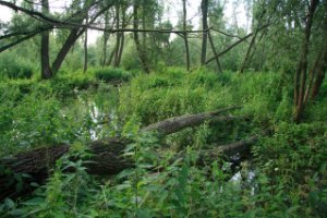 Tijdens vloed is het natuurgied onder water