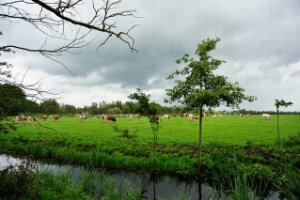 Weiland naast de Ackerdijkse plassen