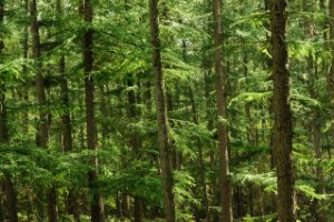 Een indruk met de grove dennen in de kaapse Bossen