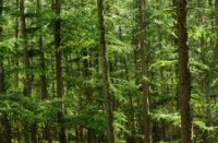 Een indruk met de grove dennen in de kaapse Bossen, Kaapse Bossen