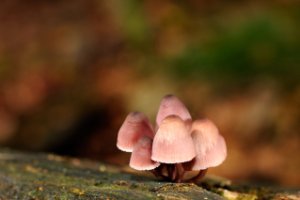 Paddestoelen op een stam van een dode boom