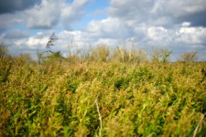 Wild groei van vegetatie in de 