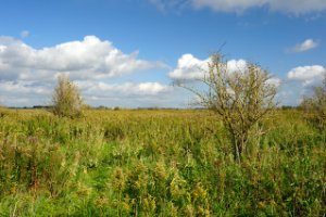 Wandelroute slingert door het natuurgebied