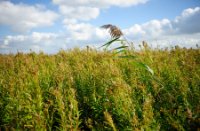 Hoge bomen vangen veel wind