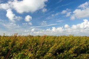 Wandelpaden worden omgeven door hoge vegetatie