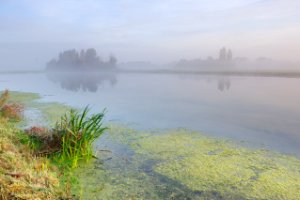 Het plas naast een klein perceel bos