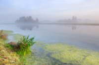 Het plas naast een klein perceel bos