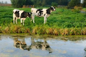 Koeien inde weilanden van Polder Berkenwoude