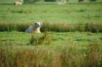 Schaapje op de weilanden, Polder Berkenwoude