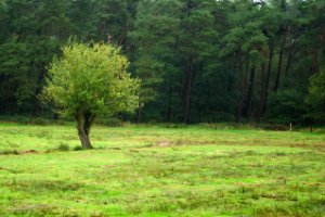 Weiland met een eenzame boom