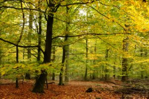 Herfstkleuren in het Speulderbos