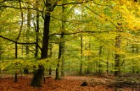 Herfstkleuren in het Speulderbos