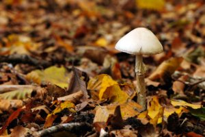 Paddelstoel in het Boswachterij Speulderbos en Sprielderbos