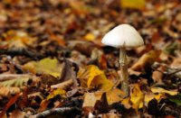 Paddelstoel in het Boswachterij Speulderbos en Sprielderbos