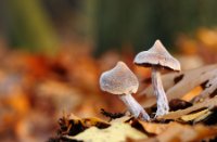 Paddestoelen, Gorp de Leij - Abcoven