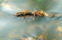 Herfstbladeren ophoping, Gorp de Leij - Abcoven