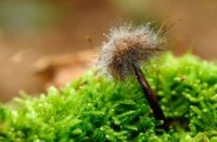 Er is altijd nieuw leven in de natuur, Mattemburgh