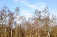 Waterpoeltjes voor de kikkers in de lente