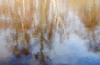 Reflectie van bomen om de poel heen, Duinen van Voorne