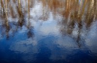 Nog reflectie van bomen, Duinen van Voorne