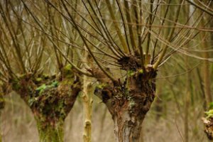 Knotwilgen langs de wandelpaden in Klein Profijt