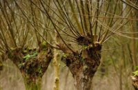 Knotwilgen langs de wandelpaden in Klein Profijt