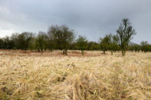 Voormalige zandplaten, slikken en schorren