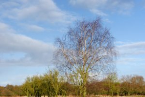 Natuur in slaap maat toch erg fotogeniek