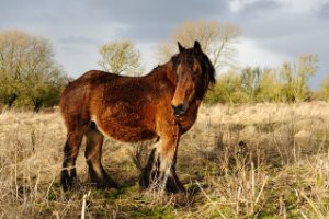 Paarden moge vrij grazen in het natuurgebied Slikken van heen