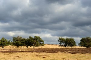 Vergezichten van de Terletse Heide