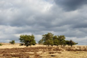 Hier en daar onderbreken bomen de vergezichten